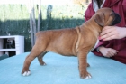 Boxer - mejor precio | unprecio.es