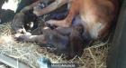 CACHORROS DE BOXER. - mejor precio | unprecio.es