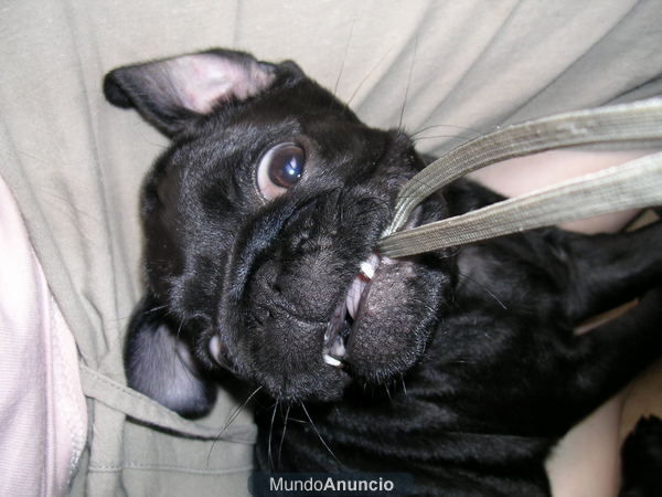 Cachorros de carlino