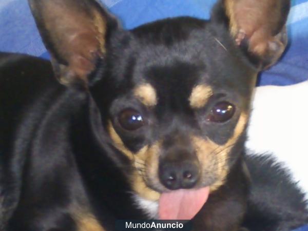 Chihuahua macho con pedigree busca hembra