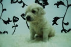 golden retriever, con 8 semanas de edad - mejor precio | unprecio.es