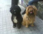 Magnifica camada de Perro de Aguas Español - mejor precio | unprecio.es