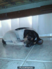 regalo cachorro - mejor precio | unprecio.es