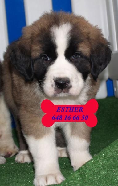 San bernardo en venta, cachorros