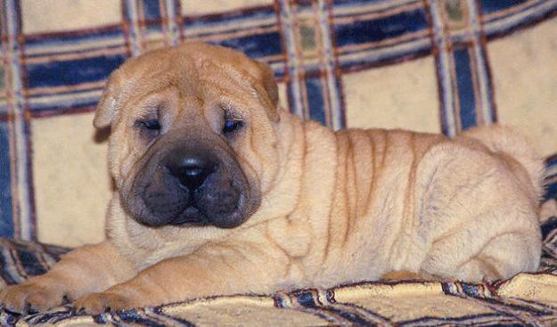 se vende sharpei de 4 meses color canela