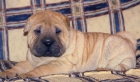 se vende sharpei de 4 meses color canela - mejor precio | unprecio.es