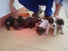 se venden cachorros - mejor precio | unprecio.es