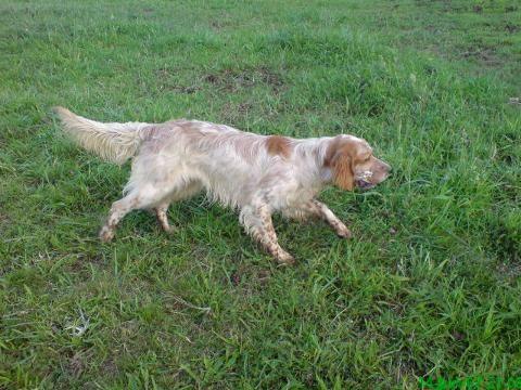 SETTER INGLES 1 AÑO. CAZANDO. hembra