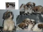 SHIH-TZU, excelentes cachorros, de dos meses - mejor precio | unprecio.es