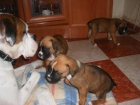 vendo cachorritos boxer 150 euros, nacieron 25/09/09 - mejor precio | unprecio.es