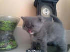 Vendo gata exótica azul, con excelente pedigreé`` - mejor precio | unprecio.es