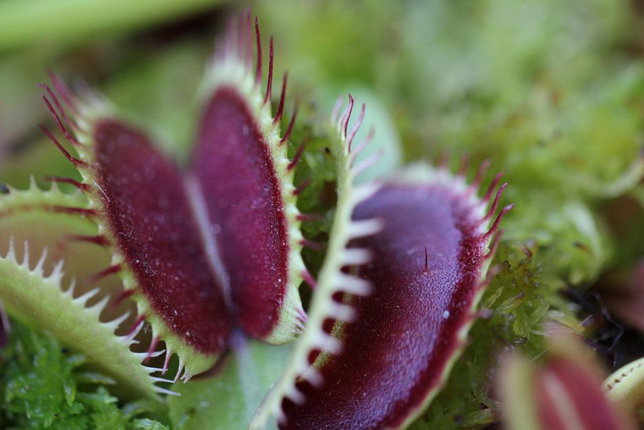 www.carnivorasland.com  Plantas Carnívoras España