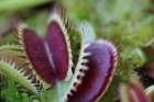 www.carnivorasland.com  Plantas Carnívoras España - mejor precio | unprecio.es