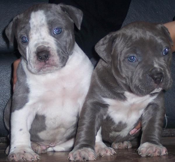 American Pitbull Cachorros, (machos y hembras)