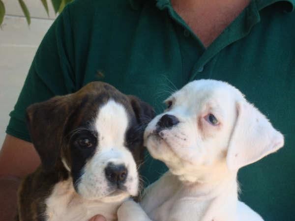 boxer con pedigree