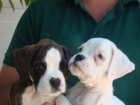 boxer con pedigree - mejor precio | unprecio.es