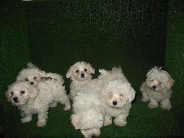 Cachorro MALTES