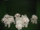 Cachorro MALTES - mejor precio | unprecio.es