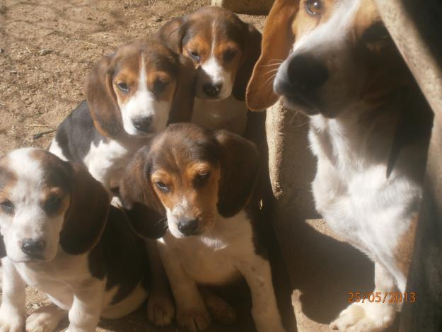 Cachorros de beagle tricolor
