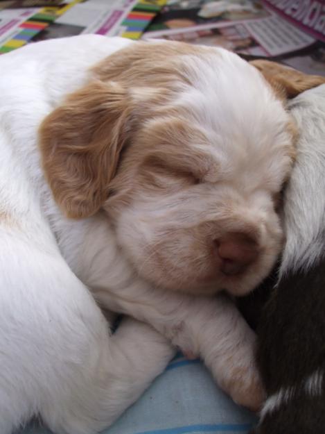 cachorros de breton spaniel