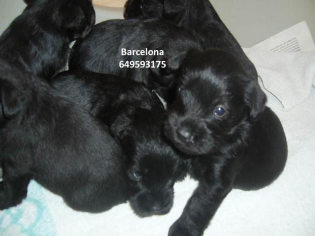 Cachorros de schnauzer minis negros