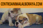 CACHORROS DE TODAS LAS RAZAS, EXCELENTES - mejor precio | unprecio.es