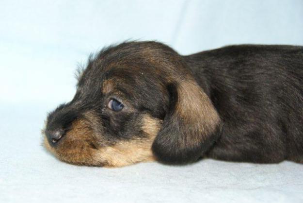 cachorros teckel miniaturas pelo duro