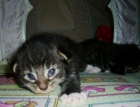 Gatitos Disponibles Bosque de Noruega - mejor precio | unprecio.es