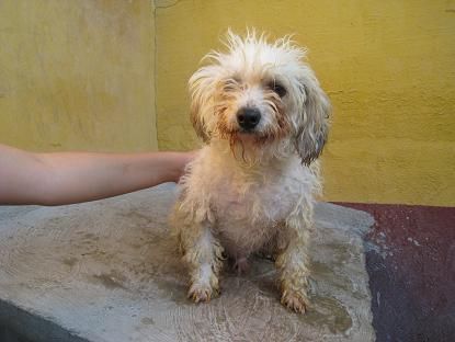 Jerry, cruce de caniche blanco de 2 años