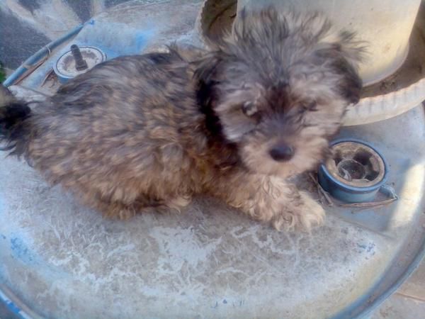 MALTES CACHORROS