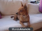 Se regala perro =) - mejor precio | unprecio.es