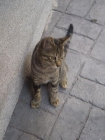 Urgente adopcion de gatito atigrado con cartilla en comunidad Madrid - mejor precio | unprecio.es