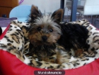 VENDO YORKSHIRE 6 MESES - mejor precio | unprecio.es