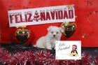 Bichon maltes ¡Sorprende a tu familia en navidad! - mejor precio | unprecio.es