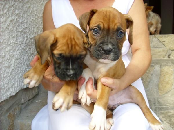 BOXER PRECIOSOS