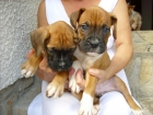 BOXER PRECIOSOS - mejor precio | unprecio.es