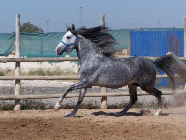 Caballo p.r.e en alicante. nombre: jardinero ci