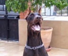 Doberman - Eternal Flame kennel - mejor precio | unprecio.es