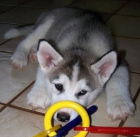 HUSKY OJOS AZULES,,, - mejor precio | unprecio.es