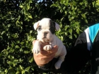 RxBBulldog frances, increibles cachorros - mejor precio | unprecio.es