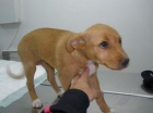 Sacrificio, salvar cachorrita - mejor precio | unprecio.es