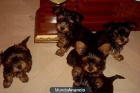 YORKSHIRE TERRIERS MINIS DE PALMA 395 E - mejor precio | unprecio.es