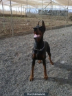 DOBERMAN HIJO CAMPEÓN DEL MUNDO PARA MONTAR - mejor precio | unprecio.es