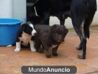 Cachorras en adopción - mejor precio | unprecio.es