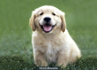 2 REGALO Excelentes Golden Retriever, los mejores cachorros - mejor precio | unprecio.es