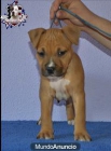 american Staffordshire a la venta - mejor precio | unprecio.es