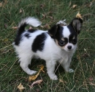 Bello Perros Chihuahua - mejor precio | unprecio.es