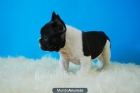 Bulldog Frances en diferentes colores Cachorritos de 2 meses - mejor precio | unprecio.es