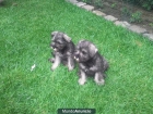 CACHORROS SCHNAUZER MINIATURA INFORMESE SIN COMPROMISO - mejor precio | unprecio.es