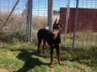 Excelente doberman negra - mejor precio | unprecio.es